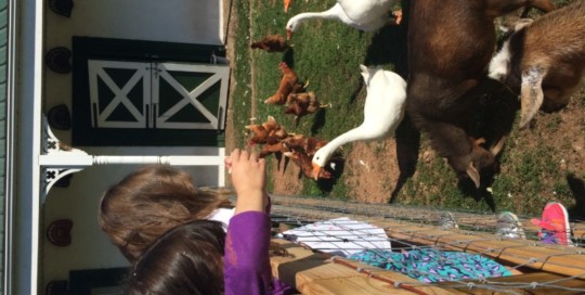 Feeding