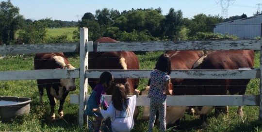 Hungry Cows
