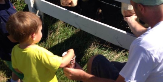 Feeding the Cows