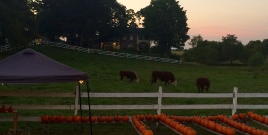 Pumpkin Festival 1