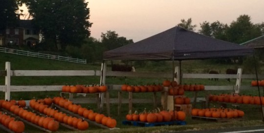 Pumpkin Festival