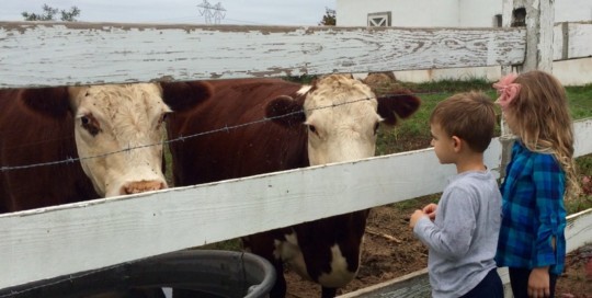 Cows