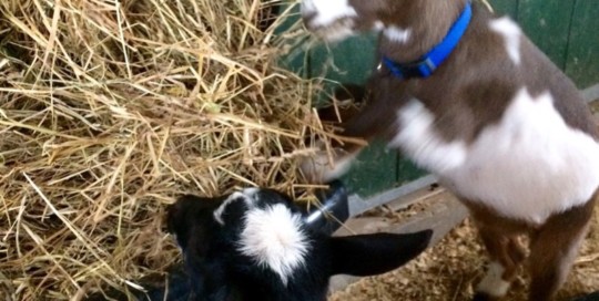 Feeding