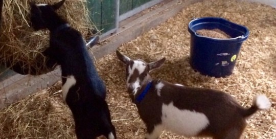 Goats