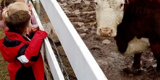 Cow Watching