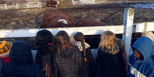 Herefords