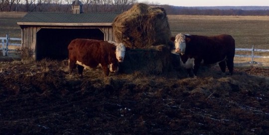 MOOOO