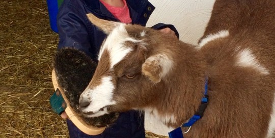 Brushing Time