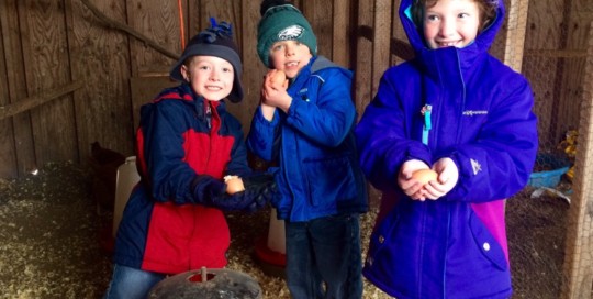 Collecting Eggs