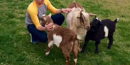 3 Goats