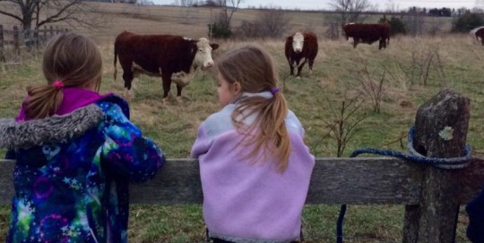 Cow Watcher