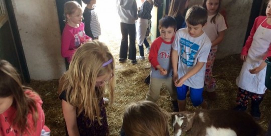 Goat Visit