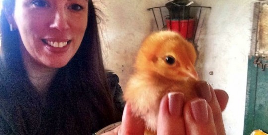 Little Chick