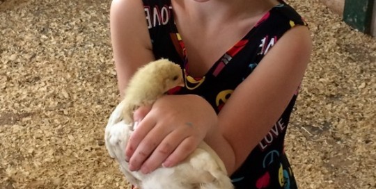 Little Hen