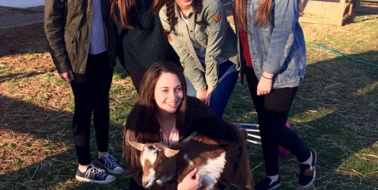Love the Goats