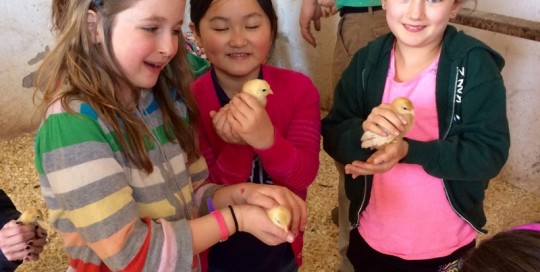 The Chicks
