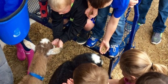 Goat Feeding