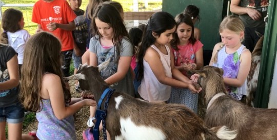 Animal Time