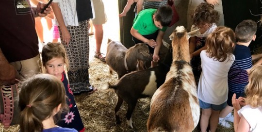 Goat Feeding Time