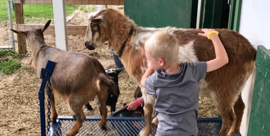 Love the Goats