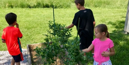 Picking Blueberries