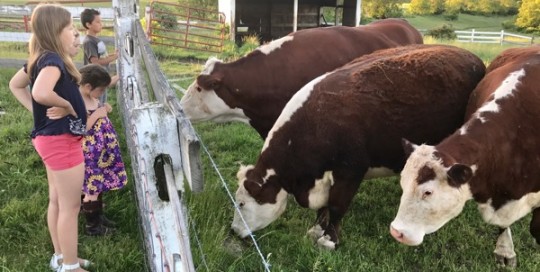 Time to Moo