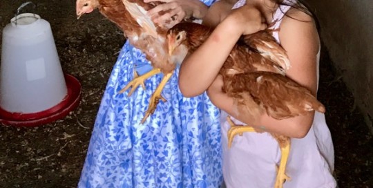 Two Hens