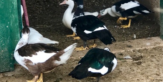 Ducks