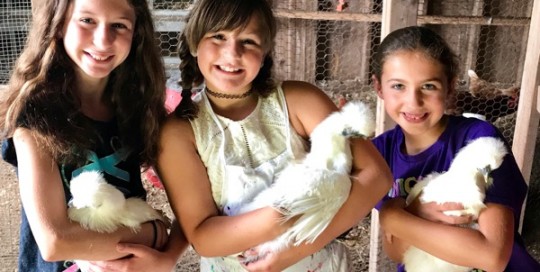 Three Chicks