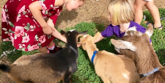 Feeding the Babies