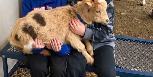 Buddies