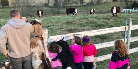 Waiting for the Cows