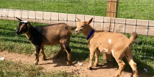 2 Babies