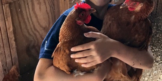 2 Hens