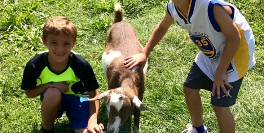 Goat Helpers