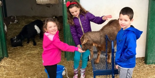 Goat Tour