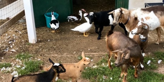 Making Friends
