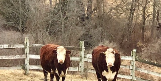 Two Cows