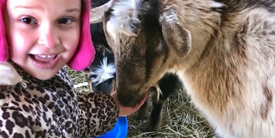 Goat Selfie