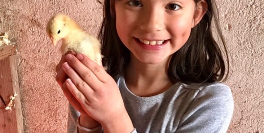 Lil Chick