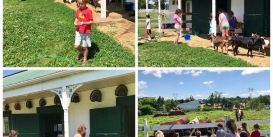 Farm Camp
