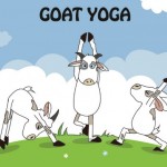 12:00 - 1:30pm Public Goat Yoga Session